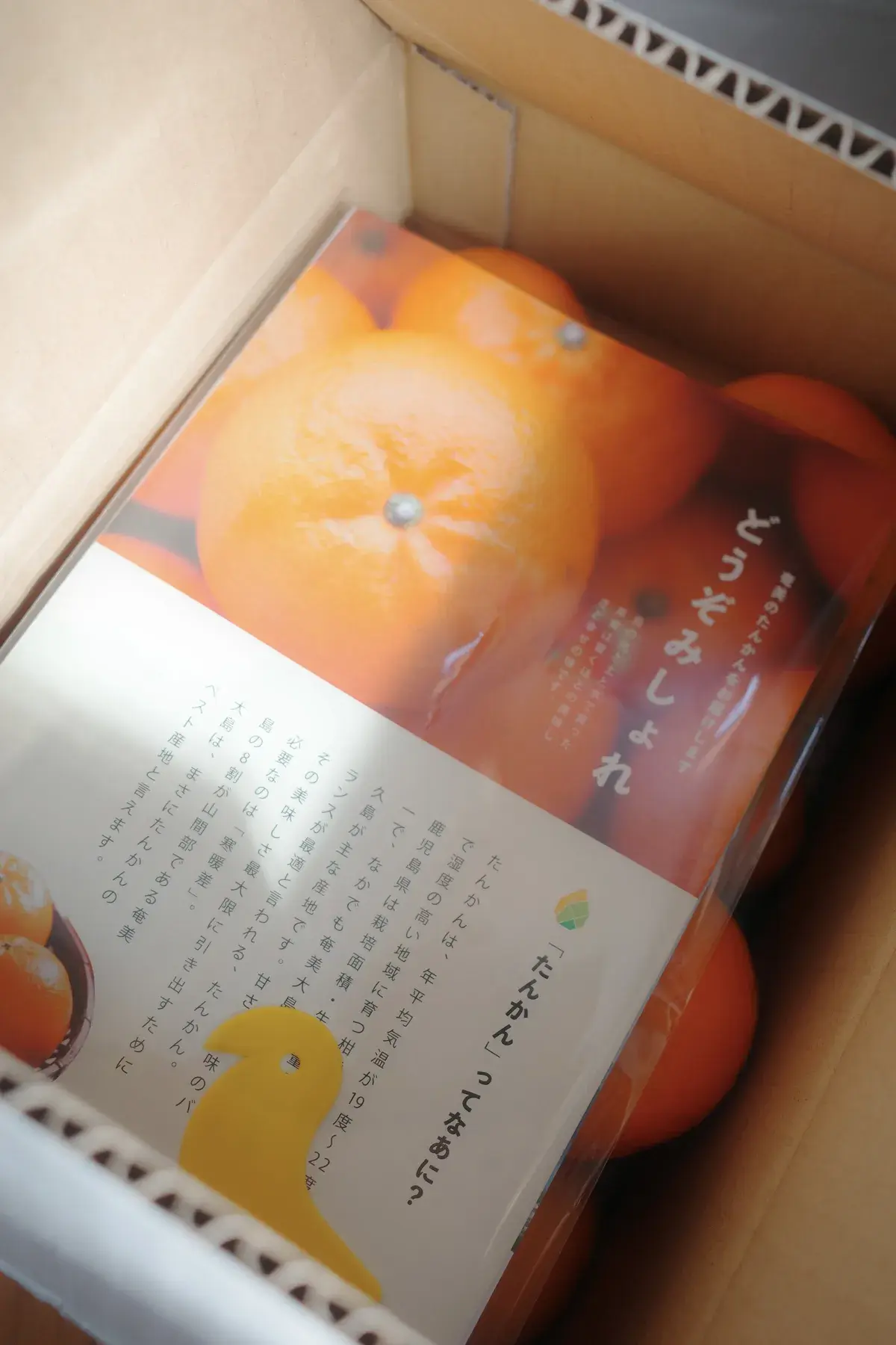 たんかんを毎日食べたらどうなる？栄養と美容効果
